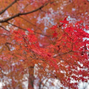 新しい記事: 休日に秋を探しに行きました◎