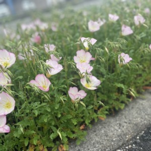 新しい記事: お店の前に可愛いお花が〜♡