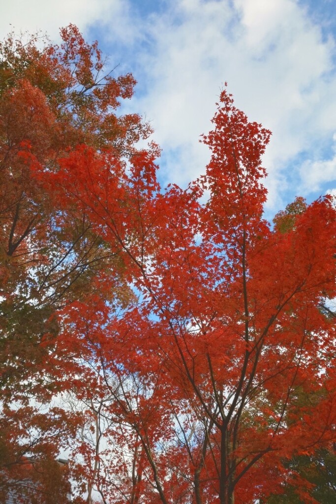 秋を探しに〜