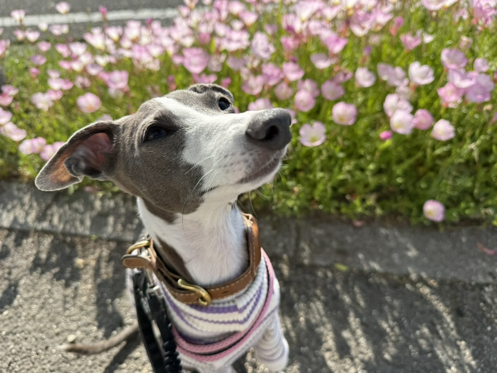 お店の前に◎ピンクのお花今年も咲かせていただきました お店の前に◎ピンクのお花今年も咲かせていただきました