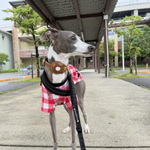 めちゃくちゃオススメの○○○