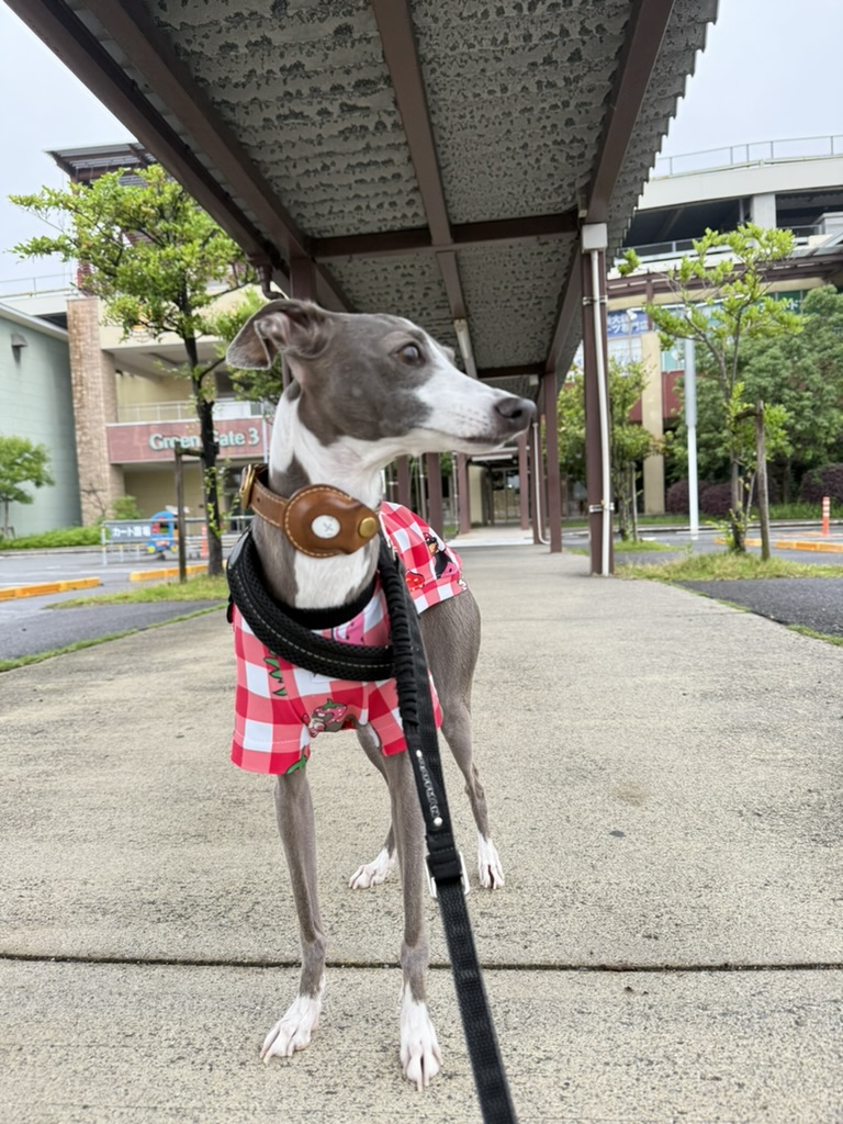 めちゃくちゃオススメの○○○ めちゃくちゃオススメの○○○