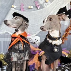 新しい記事: ハッピーハロウィーン 新しい記事: ハッピーハロウィーン