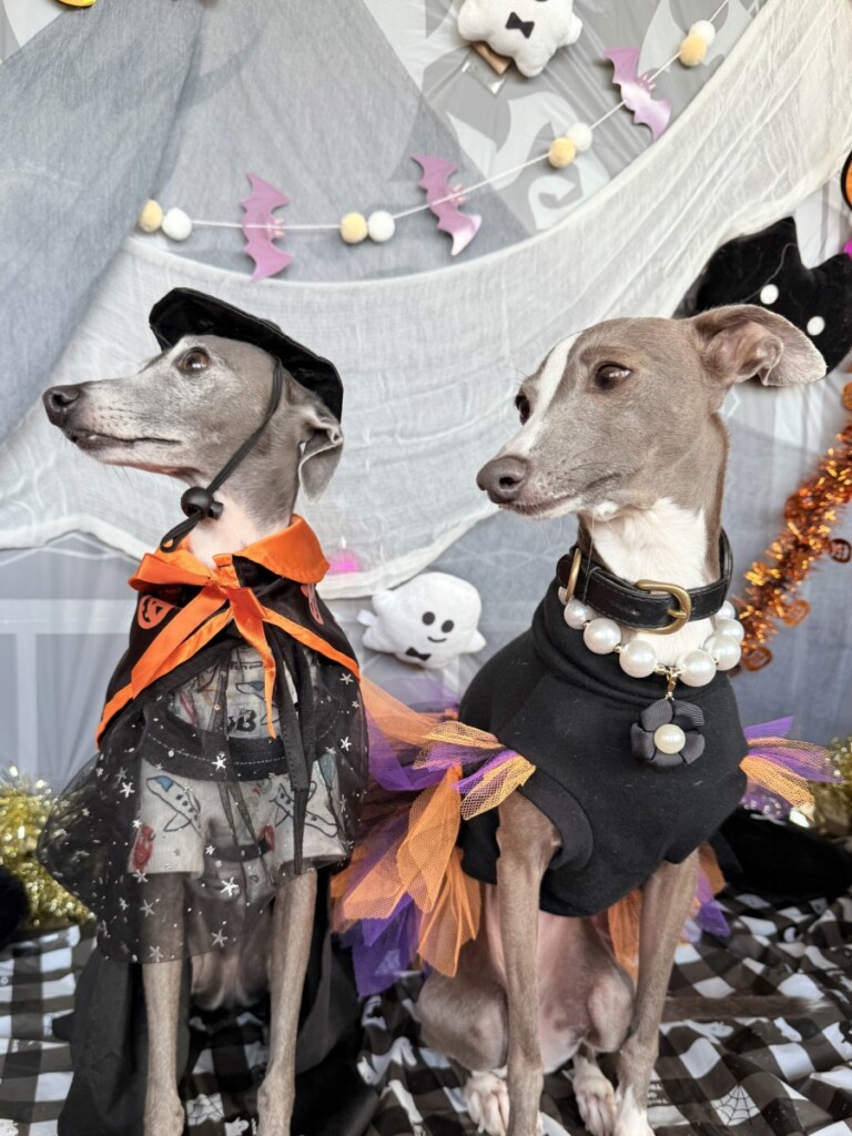 ハッピーハロウィーン ハッピーハロウィーン