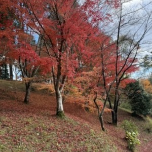 そろそろ紅葉も◎そして独り言