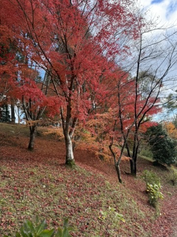 そろそろ紅葉も◎そして独り言 そろそろ紅葉も◎そして独り言