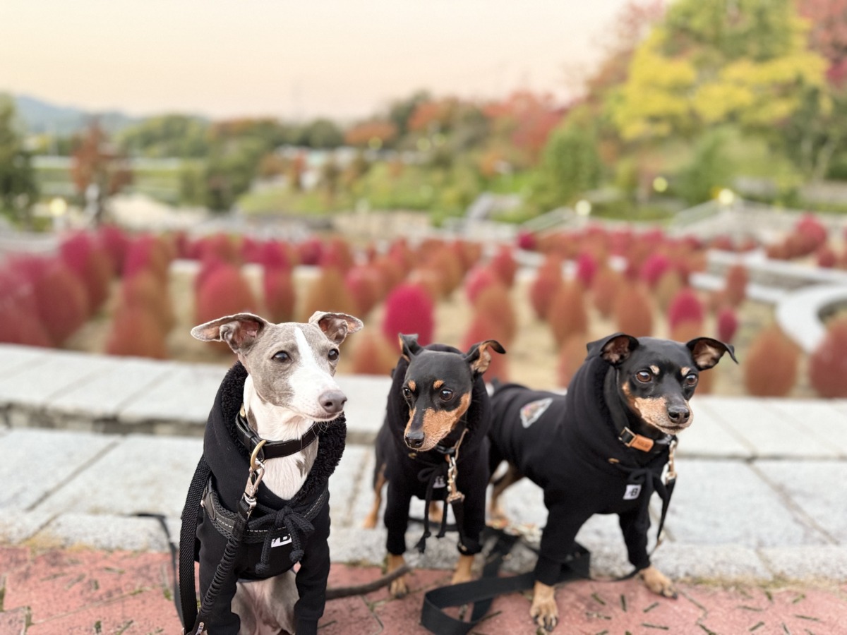 コキアを見に◎