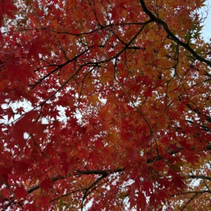 11月も皆様ご愛顧いただきありがとうございました