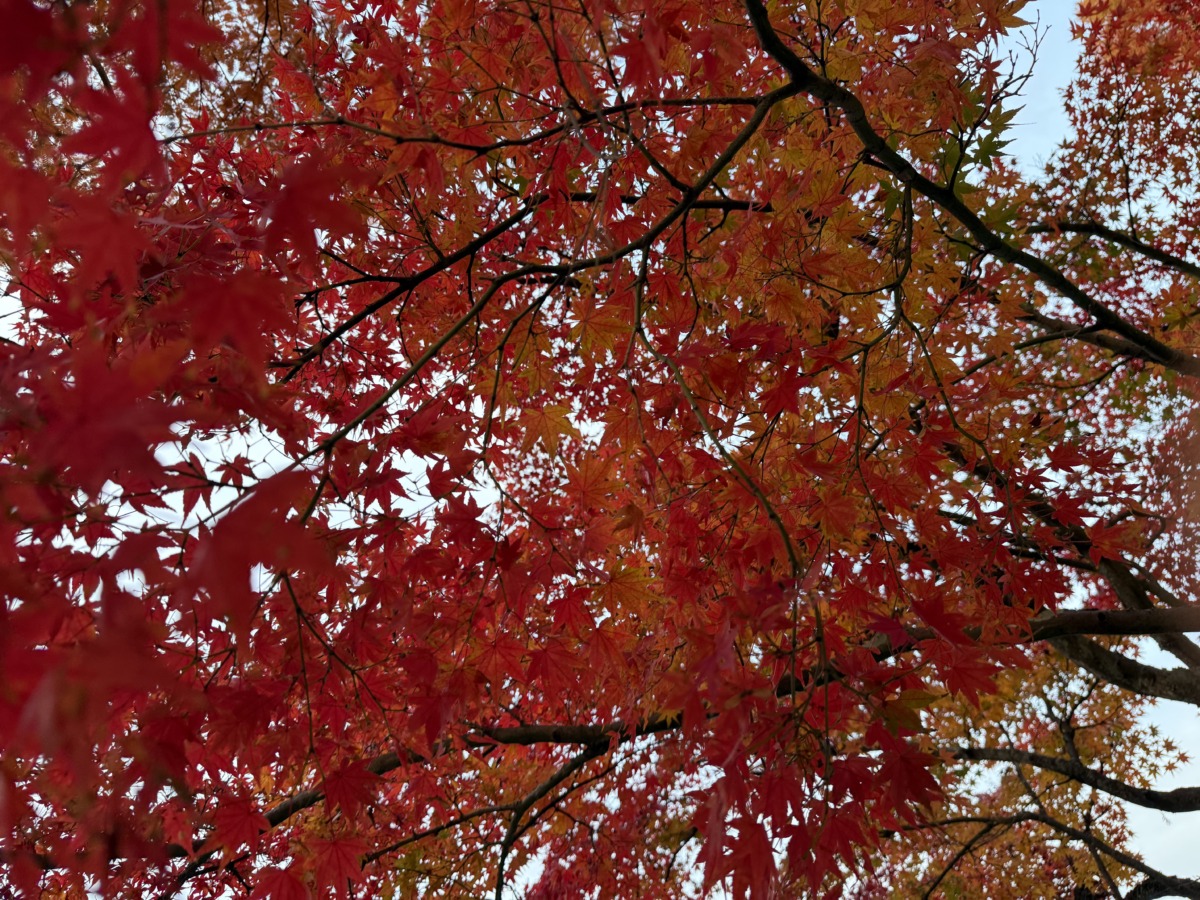 11月も皆様ご愛顧いただきありがとうございました