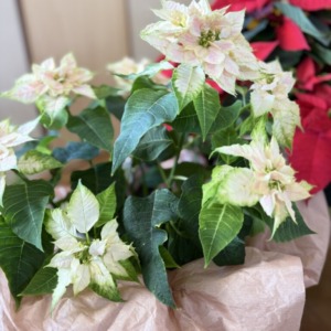 新しい記事: サプライズ♡ 新しい記事: サプライズ♡