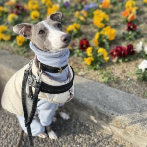 お散歩中にひまわり???