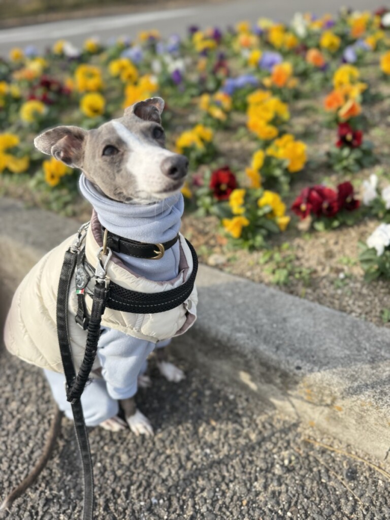 お散歩中にひまわり??? お散歩中にひまわり???