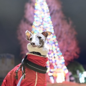 昨夜はChristmasでしたね♡