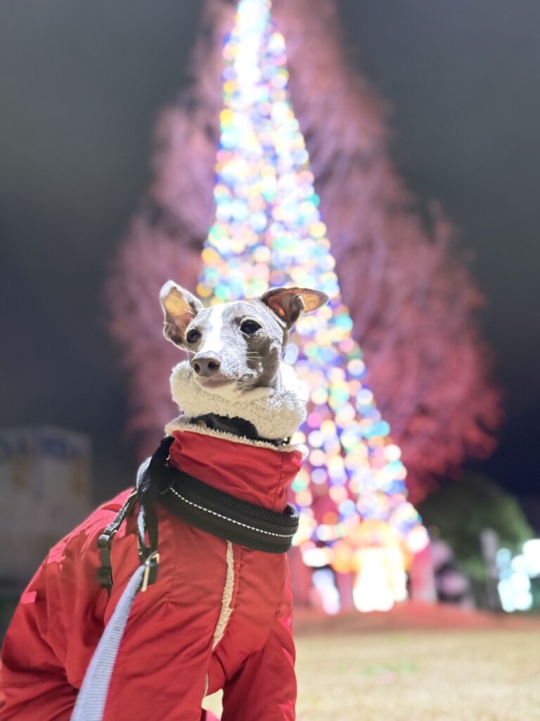 昨夜はChristmasでしたね♡