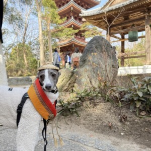 お遍路ウォークに参加しました