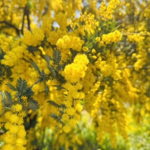 Roccaチエの独り言