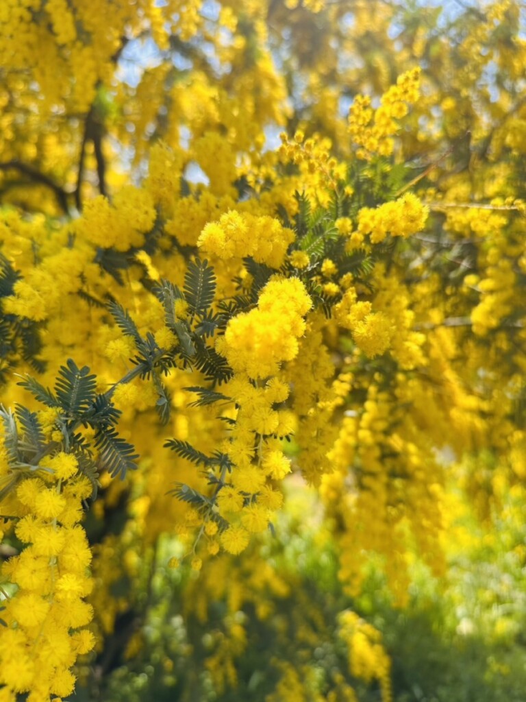 Roccaチエの独り言