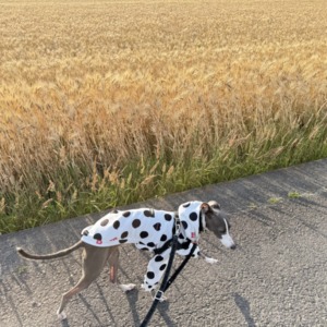 Roccaお散歩blog