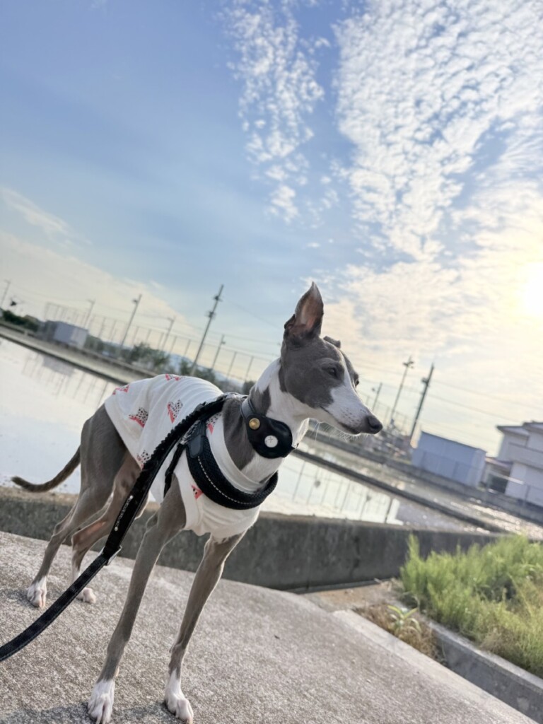 田んぼに水が入るこの季節が好きな私 田んぼに水が入るこの季節が好きな私