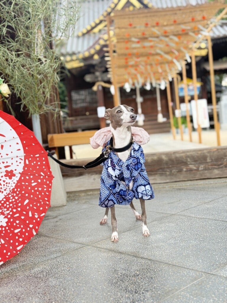 休日に愛犬のAMERIと〜 休日に愛犬のAMERIと〜